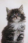 Maine Coon Kitten Portrait
