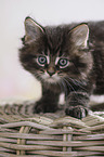 Maine Coon Kitten
