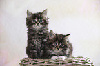 sitting Maine Coon kittens