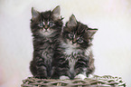 sitting Maine Coon kittens
