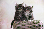 sitting Maine Coon kittens