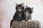sitting Maine Coon kittens