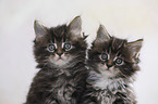 Maine Coon Kitten Portrait