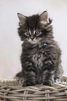 sitting Maine Coon Kitten