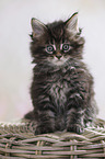 sitting Maine Coon Kitten