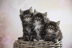 three Maine Coon Kittens
