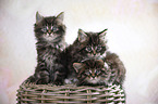 three Maine Coon Kittens