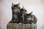 three Maine Coon Kittens