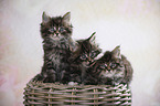 three Maine Coon Kittens