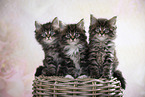 three Maine Coon Kittens