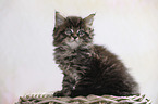 sitting Maine Coon Kitten