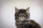 Maine Coon Kitten Portrait