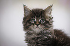 Maine Coon Kitten Portrait