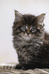 sitting Maine Coon Kitten