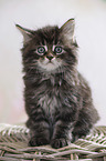 sitting Maine Coon Kitten