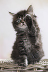 sitting Maine Coon Kitten