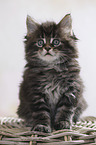 sitting Maine Coon Kitten