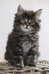 sitting Maine Coon Kitten