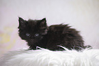black Maine Coon kitten