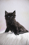 black Maine Coon kitten