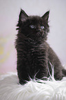 black Maine Coon kitten