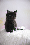 black Maine Coon kitten