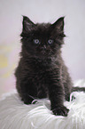 black Maine Coon kitten