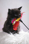 Maine Coon kitten plays with toy