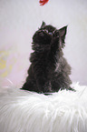 Maine Coon kitten plays with toy