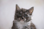 Maine Coon Kitten Portrait