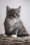 sitting Maine Coon Kitten