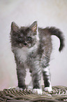 Maine Coon Kitten