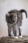 Maine Coon Kitten