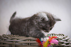 playing Maine Coon Kitten