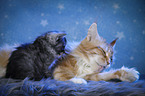 Maine Coon Kitten