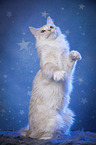 sitting Maine Coon