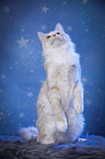 sitting Maine Coon