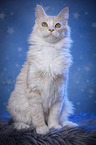 sitting Maine Coon