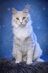 sitting Maine Coon