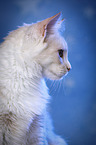 Maine Coon Portrait