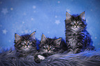 three Maine Coon Kittens
