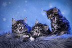 yawning kitten