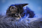 Maine Coon Kitten