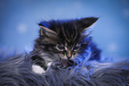 Maine Coon Kitten