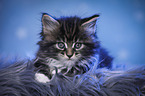 Maine Coon Kitten