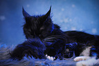 cat mother with baby