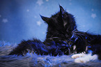 cat mother with baby