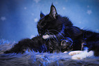 cat mother with baby