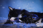 cat mother with baby