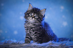 sitting Maine Coon Kitten